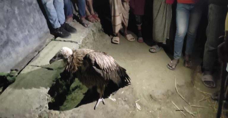 টাঙ্গাইলে পাওয়া গেল রোগাক্রান্ত শকুন 