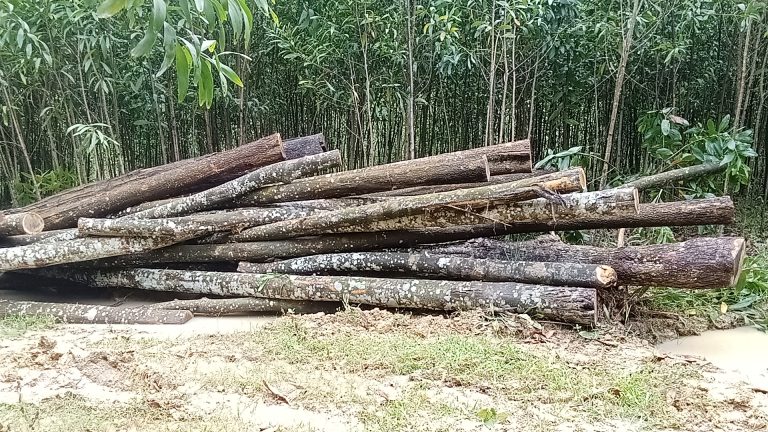 সখীপুরে কড়ইচালা বিটের তিন ট্রাক চুরি যাওয়া গাছ জব্দ