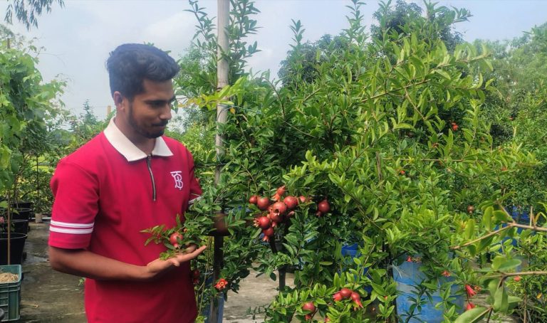বাসার ছাদে আনার বাগান করে এখন সফল উদ্যোক্তা বাসাইলের আল আমিন